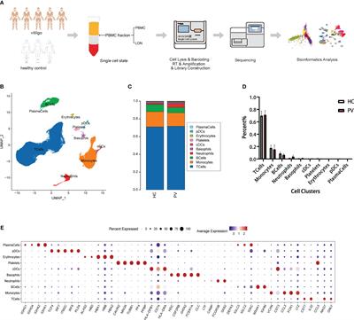 Single-cell transcriptomics reveals peripheral immune responses in non-segmental vitiligo